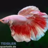Superdelta Kampffisch Fancy Color Mix, Männchen, Betta splendens