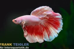 Superdelta Kampffisch Fancy Color Mix, Männchen, Betta splendens