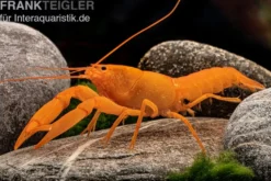 Superorangener Aprikosenkrebs, Cherax cf. holthuisi - Zufällig