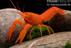 Superorangener Aprikosenkrebs, Cherax cf. holthuisi - Zufällig