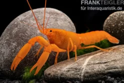 Superorangener Aprikosenkrebs, Cherax cf. holthuisi - Zufällig