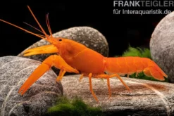 Superorangener Aprikosenkrebs, Cherax cf. holthuisi - Zufällig