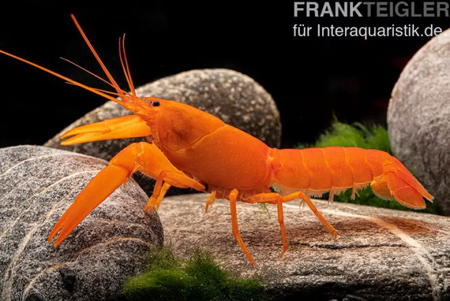 Superorangener Aprikosenkrebs, Cherax cf. holthuisi - Zufällig