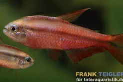 Super-Red-Devil-Tetra, Hyphessobrycon notidanos "Red Devil" (Rarität)