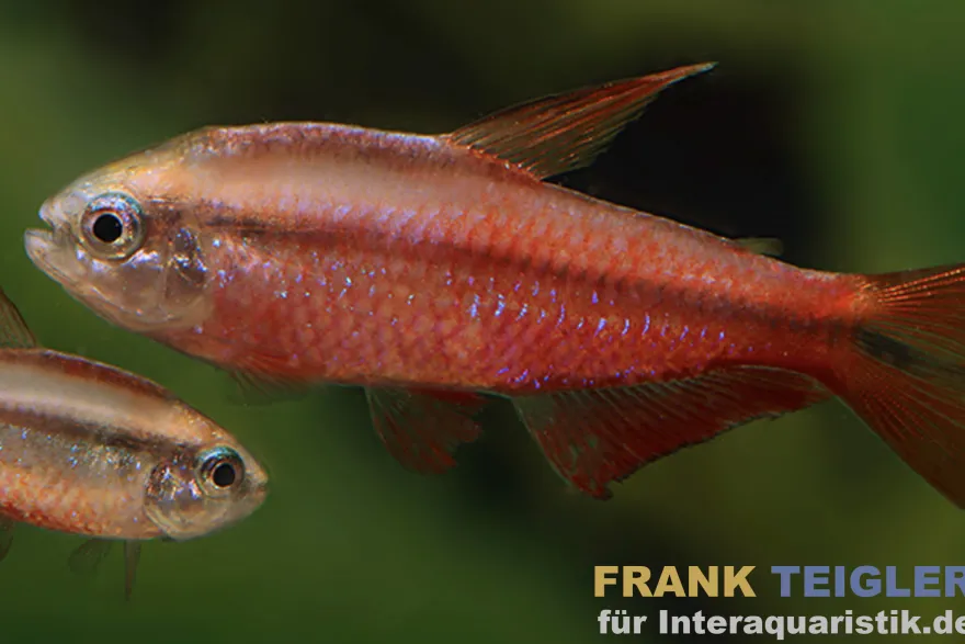 Super-Red-Devil-Tetra, Hyphessobrycon notidanos "Red Devil" (Rarität)