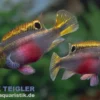 Super Red Prachtbarsch, Pelvicachromis pulcher "Super Red"