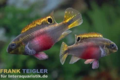 Super Red Prachtbarsch, Pelvicachromis pulcher "Super Red"