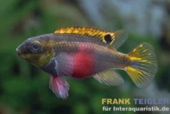 Super Red Prachtbarsch, Pelvicachromis pulcher "Super Red"