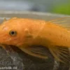 Super-roter Antennenwels, Ancistrus sp. "Super rot" S