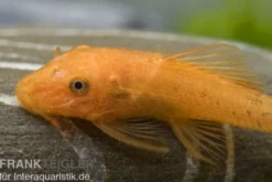 Super-roter Antennenwels, Ancistrus sp. "Super rot" S