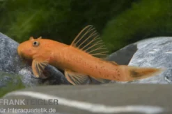 Super-roter Antennenwels, Ancistrus sp. "Super rot" S