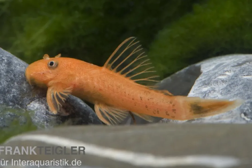 Super-roter Antennenwels, Ancistrus sp. "Super rot" S