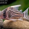 Super-Schwartz Panzerwels, Corydoras sp. „Super Schwartzi Highfin“ CW 28