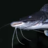 Surubim-Tigerspatelwels, Pseudoplatystoma fasciatum