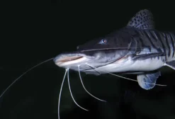 Surubim-Tigerspatelwels, Pseudoplatystoma fasciatum