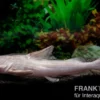 Süßwasserhai, Hemiarius stormii