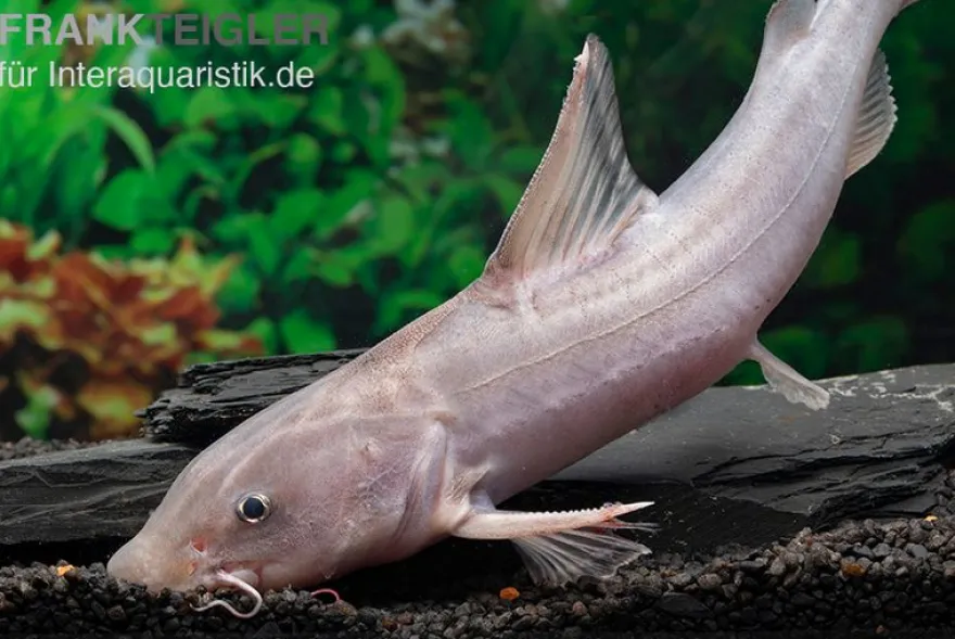 Süßwasserhai, Hemiarius stormii
