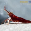 Süßwasser-Kardinalsgarnele, Caridina dennerlei