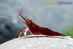 Süßwasser-Kardinalsgarnele, Caridina dennerlei