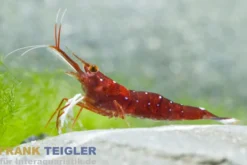 Süßwasser-Kardinalsgarnele, Caridina dennerlei