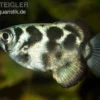 Süßwasser-Schützenfisch, Toxotes blythii