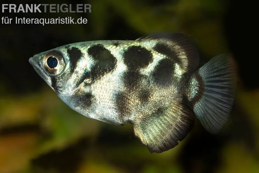 Süßwasser-Schützenfisch, Toxotes blythii