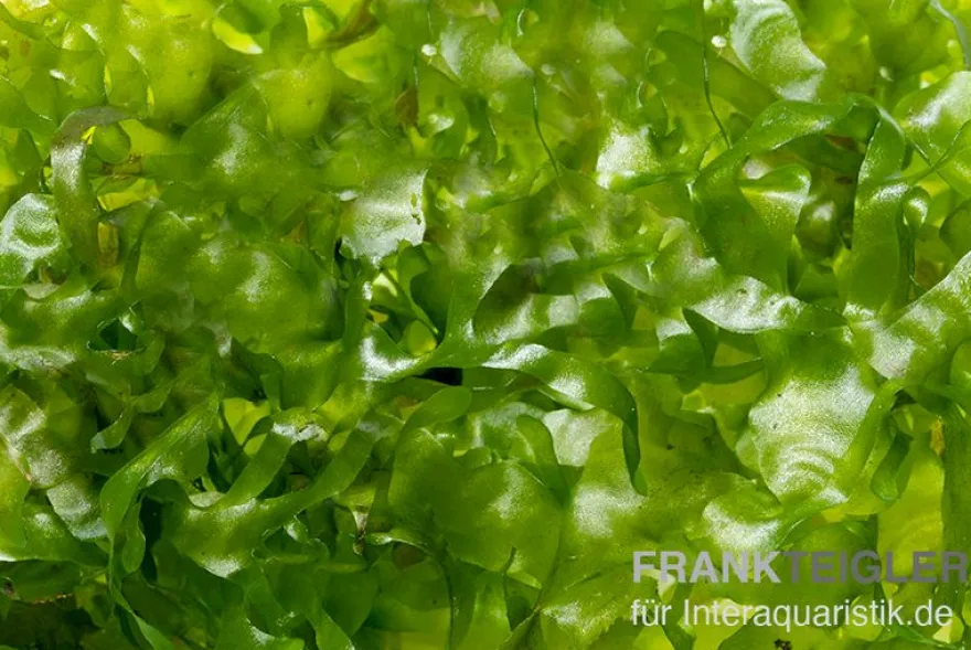 Süßwassertang, Lomariopsis lineata, im 100 ml Becher