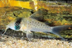Sychri-Panzerwels, Corydoras sychri, 4-5 cm