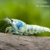 Taiwan Bee Blue Bolt Face, Caridina spec.