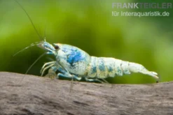 Taiwan Bee Blue Bolt Face, Caridina spec.