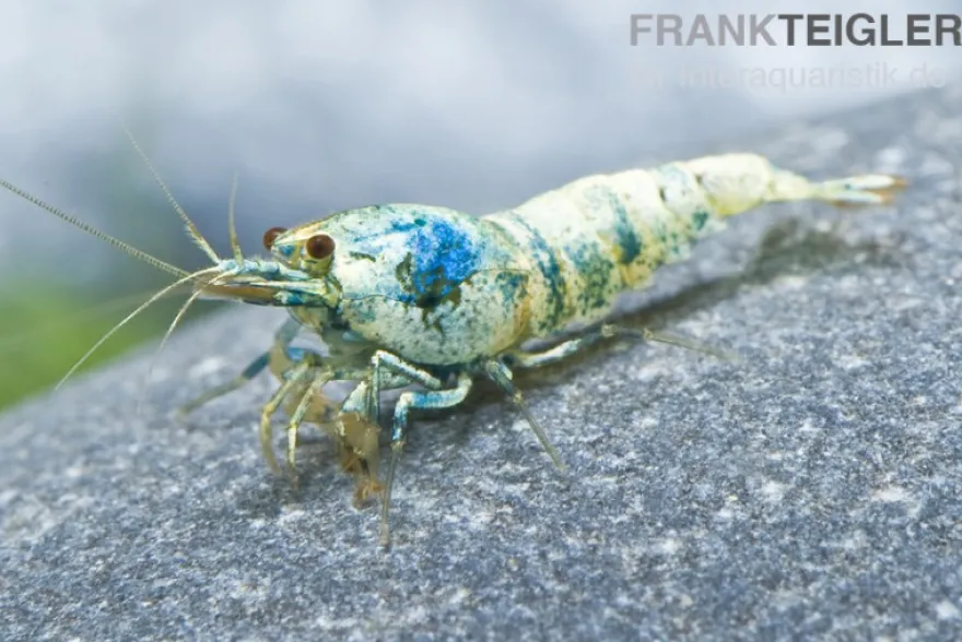 Taiwan Bee Blue Bolt Face, Caridina spec.