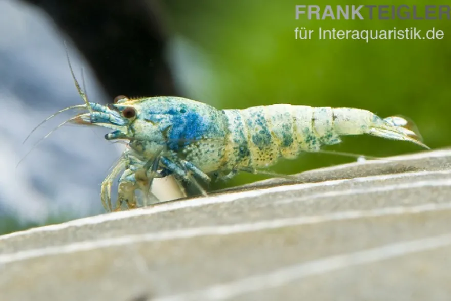 Taiwan Bee Blue Bolt Face, Caridina spec.