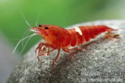 Taiwan Bee Red Ruby Garnele (Red King Kong)