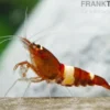Taiwan Bee Red Wine Garnele (Red Panda)