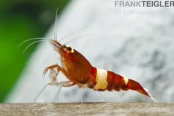 Taiwan Bee Red Wine Garnele (Red Panda)
