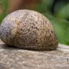 Taiwan Marmor-Rennschnecke, Neritina sp. marmor