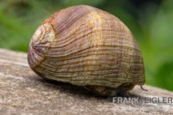 Taiwan Marmor-Rennschnecke, Neritina sp. marmor