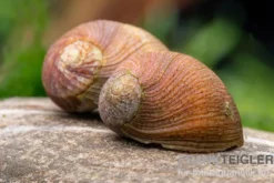 Taiwan Marmor-Rennschnecke, Neritina sp. marmor