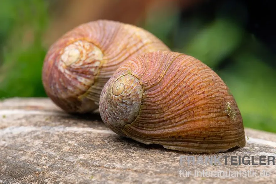 Taiwan Marmor-Rennschnecke, Neritina sp. marmor