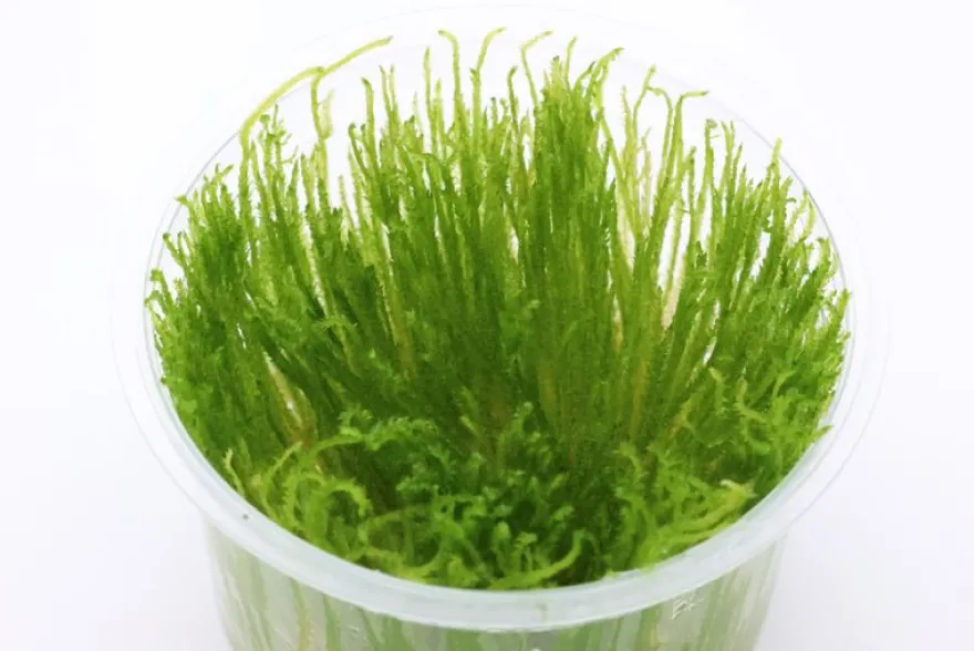 Taiwanmoos, Taxiphyllum alternans "Taiwan", In Vitro