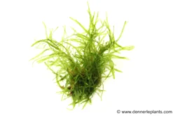 Taiwanmoos, Taxiphyllum alternans "Taiwan", im Becher
