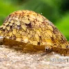 Taiwan Muschelschnecke, Septaria sp. Taiwan