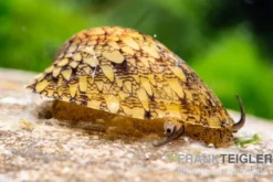 Taiwan Muschelschnecke, Septaria sp. Taiwan