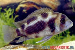 Tanganjika Beulenkopf "Black Widow", Cyphotilapia frontosa "Black Widow"