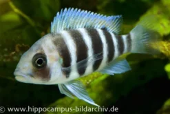 Tanganjika-Beulenkopf, Cyphotilapia frontosa "Burundi"