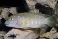 Tanganjika-Clown, Eretmodus cyanostictus Kasanga