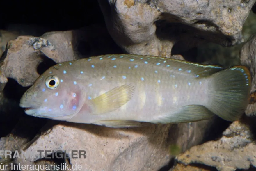 Tanganjika-Clown, Eretmodus cyanostictus Kasanga