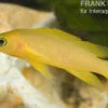 Tanganjika-Goldcichlide, Neolamprologus leleupi