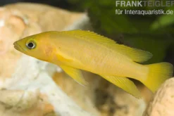 Tanganjika-Goldcichlide, Neolamprologus leleupi