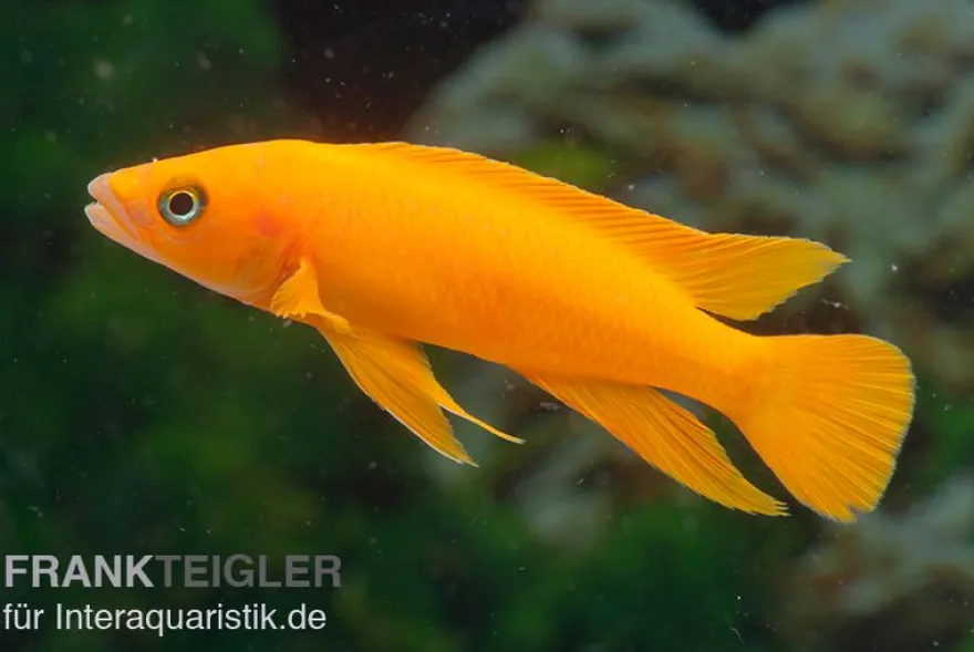 Tanganjika-Goldcichlide Top Orange, Neolamprologus leleupi Top Orange